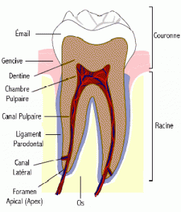 beausourire dents coupe